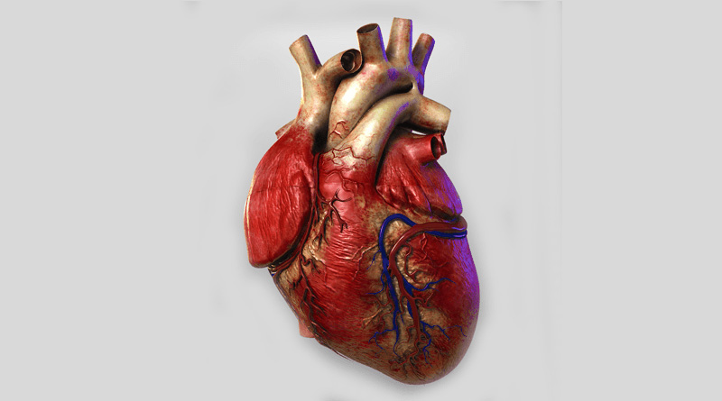 Structure and Function of Human Heart