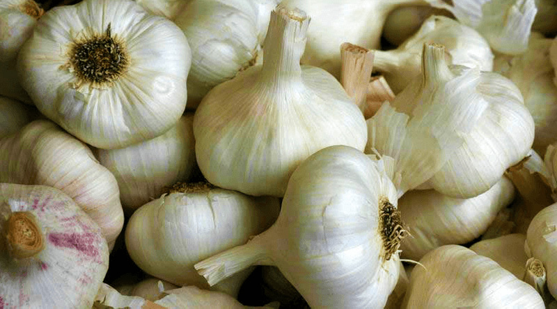 The Great Benefits of Garlic Fasting