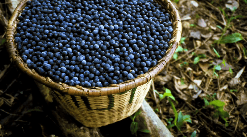 12 Health Benefits of Acai Berries