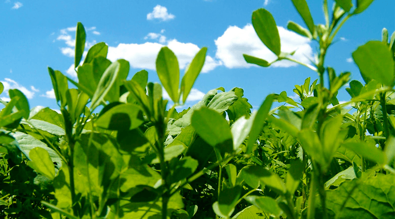 Amazing Benefits of Alfalfa for Human