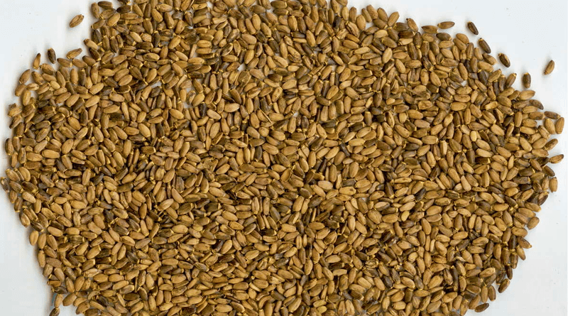 Benefits of Birdseed to Regulate Cholesterol and Lose Weight