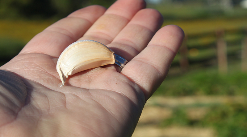 8 Amazing Benefits of Garlic Clove Daily