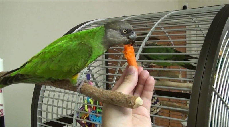 Perfect Diet for Parrots to live Healthy