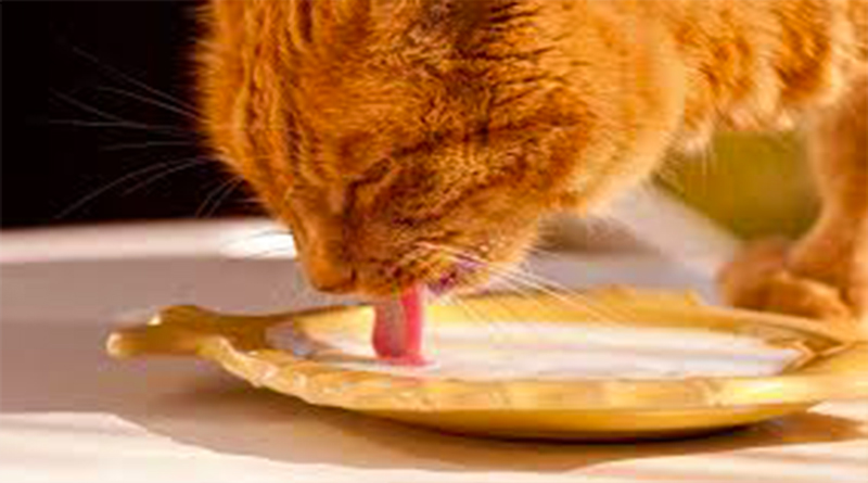 What is the favorite food of cats | HealthnCure.org