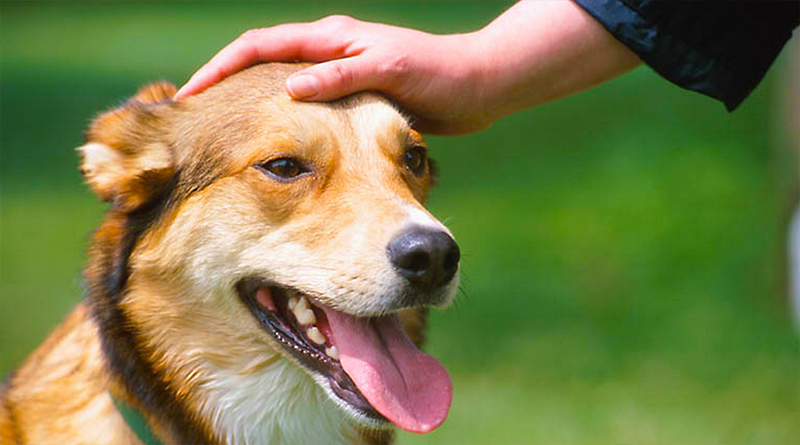 6 Amazing Benefits of Having a Dog as a Pet