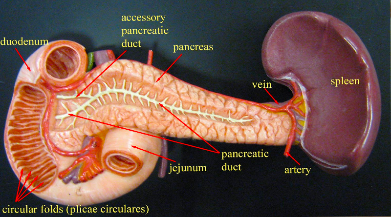 Functions of Spleen in human body